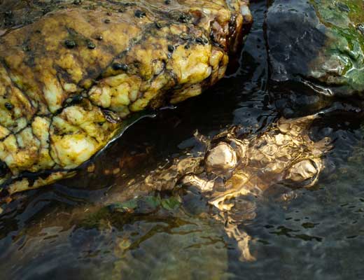 Vergoldetes Treibgut vom Rhein an der Loreley