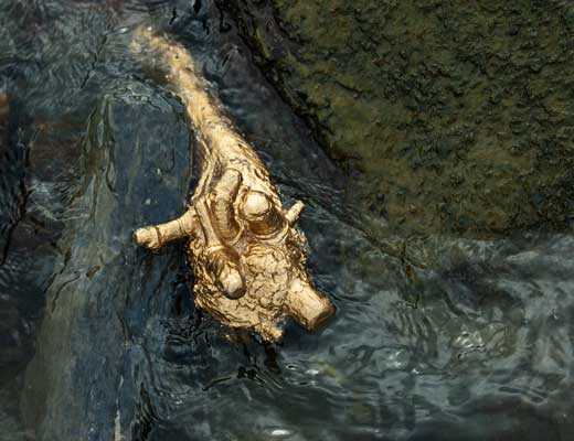 Vergoldetes Treibgut vom Rhein an der Loreley